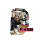 siba''mix hanachan（個別スタンプ：7）