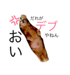 ちょこさん①（個別スタンプ：8）