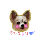 福千代と乙女フェイス（個別スタンプ：1）
