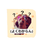 オールドイングリッシュシープドッグ<日常>（個別スタンプ：4）