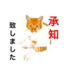 クウの気持ち（個別スタンプ：5）