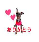coco.sora.stamp（個別スタンプ：1）
