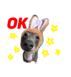 coco.sora.stamp（個別スタンプ：3）