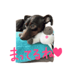 coco.sora.stamp（個別スタンプ：4）