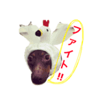 coco.sora.stamp（個別スタンプ：7）