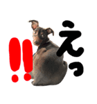 coco.sora.stamp（個別スタンプ：11）