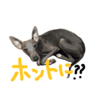coco.sora.stamp（個別スタンプ：12）