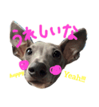 coco.sora.stamp（個別スタンプ：16）