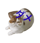 コジパン（個別スタンプ：8）