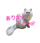 コジパン（個別スタンプ：9）