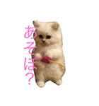 コジパン（個別スタンプ：10）