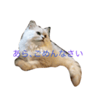 コジパン（個別スタンプ：11）