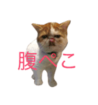 コジパン（個別スタンプ：12）