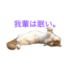 コジパン（個別スタンプ：14）