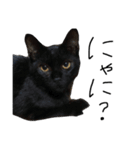 黒猫のひじき（個別スタンプ：2）