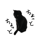 黒猫のひじき（個別スタンプ：4）
