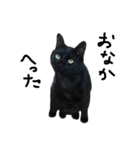 黒猫のひじき（個別スタンプ：5）