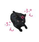 黒猫のひじき（個別スタンプ：6）