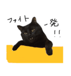 黒猫のひじき（個別スタンプ：7）