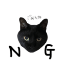 黒猫のひじき（個別スタンプ：8）