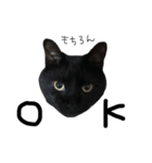 黒猫のひじき（個別スタンプ：9）