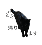 黒猫のひじき（個別スタンプ：11）