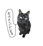 黒猫のひじき（個別スタンプ：13）