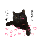 黒猫のひじき（個別スタンプ：15）