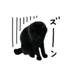黒猫のひじき（個別スタンプ：19）