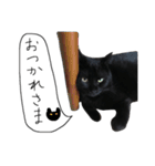 黒猫のひじき（個別スタンプ：23）