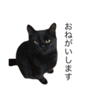 黒猫のひじき（個別スタンプ：26）
