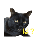 黒猫のひじき（個別スタンプ：28）