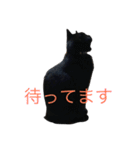 黒猫のひじき（個別スタンプ：29）