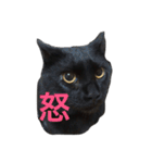 黒猫のひじき（個別スタンプ：30）