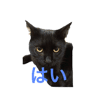 黒猫のひじき（個別スタンプ：34）