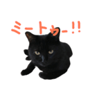 黒猫のひじき（個別スタンプ：36）