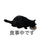 黒猫のひじき（個別スタンプ：37）
