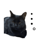 黒猫のひじき（個別スタンプ：38）