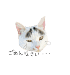 黒猫のひじき（個別スタンプ：40）