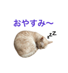 ペコの日常（個別スタンプ：2）