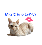 ペコの日常（個別スタンプ：4）