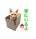ペコの日常（個別スタンプ：5）
