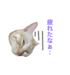 ペコの日常（個別スタンプ：7）