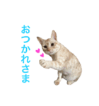ペコの日常（個別スタンプ：8）