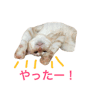 ペコの日常（個別スタンプ：9）
