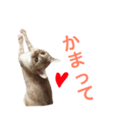 ペコの日常（個別スタンプ：10）