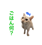 ペコの日常（個別スタンプ：14）