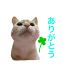 ペコの日常（個別スタンプ：15）