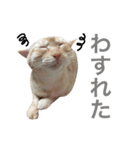 ペコの日常（個別スタンプ：16）