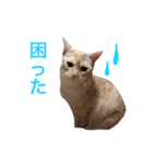 ペコの日常（個別スタンプ：19）